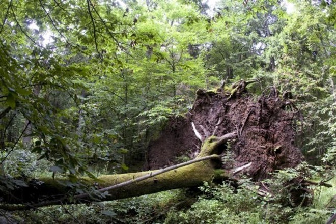 Science news, recent research, new study on humans, research on humans, indonesian rainforests, Indonesia, world news, science news, latest news, research