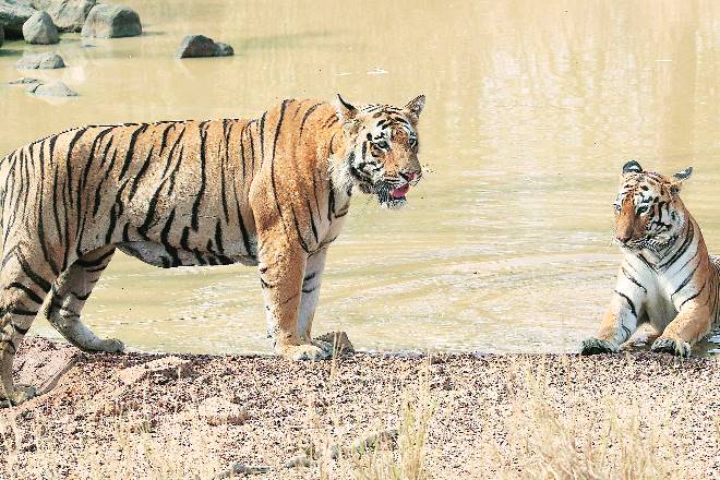 wildlife, technology, wildlife technology, illegal trade, illegal trade of wildlife, technology for animals, technology for wildlife animals