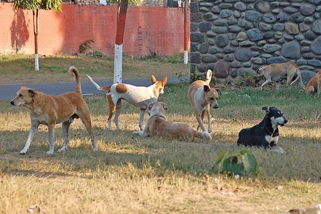4-year-old boy in Andhra Pradesh kept crying for help as pack of stray ...