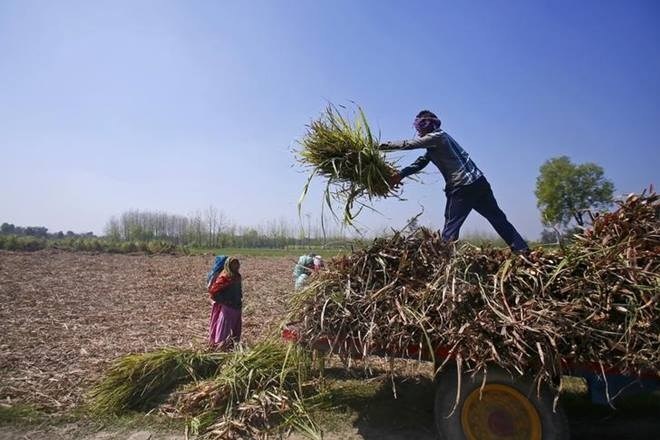 Madhya Pradesh, Madhya Pradesh news, Madhya Pradesh latest news, Madhya Pradesh agriculture sector, agriculture sector india, agriculture sector mp, agriculture sector madhya pradesh, niti aayog Madhya Pradesh, Madhya Pradesh news, Madhya Pradesh latest news, Madhya Pradesh agriculture sector, agriculture sector india, agriculture sector mp, agriculture sector madhya pradesh, niti aayog