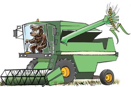 Russian wheat, wheat, India Russian wheat, wheat, India