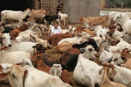German lady with 1200 cows, German lady provide shelter to cows, German lady in mathura, Radha Kund, Sudevi Mataji, Sudevi Mataji in mathura, who is Sudevi Mataji, Sudevi Mataji cowshed