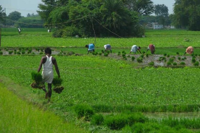 Maharashtra, Maharashtra farmers, Minimum Support Price scheme, Commodity Mortgage Scheme, Hukumchand Kalantry, Latur Dal Millers Association 