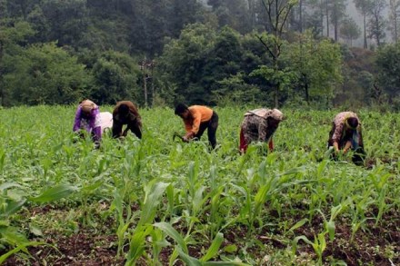agriculture data, agriculture data for next generation farmers, data for farmers, Indian Council of Agricultural Research agriculture data, agriculture data for next generation farmers, data for farmers, Indian Council of Agricultural Research