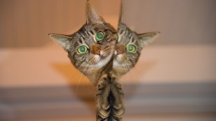 Facebook, Pivotal Research Group, Brian Wieser, Ads Manager, facebook Ads Manager, Facebook advertising, facebook ad-related metrics, Alphabet Inc