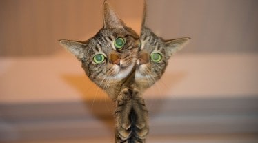 Facebook, Pivotal Research Group, Brian Wieser, Ads Manager, facebook Ads Manager, Facebook advertising, facebook ad-related metrics, Alphabet Inc