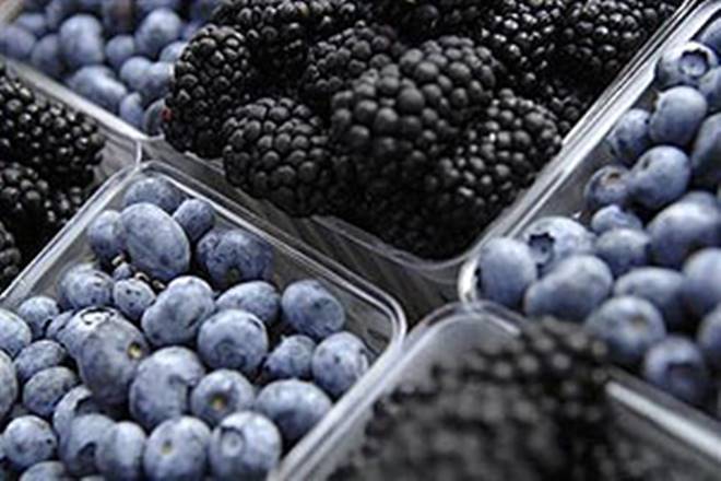 Chilean Blueberry, Committe in India, Chilean, blueberry