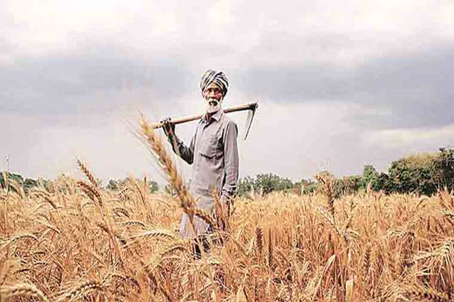 Horticulture crops, MT, foodgrain