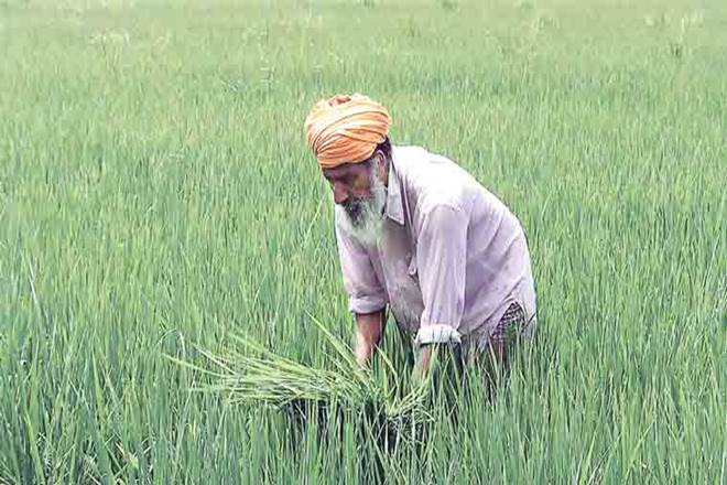 Monsoon Season, Kharif sowing, Farm output