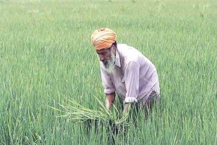 Monsoon Season, Kharif sowing, Farm output