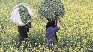 Central government, GM, Mustard, Supreme Court