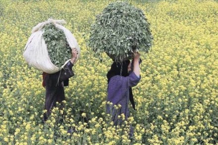 Central government, GM, Mustard, Supreme Court