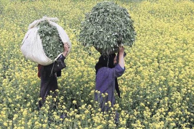 Central government, GM, Mustard, Supreme Court Central government, GM, Mustard, Supreme Court