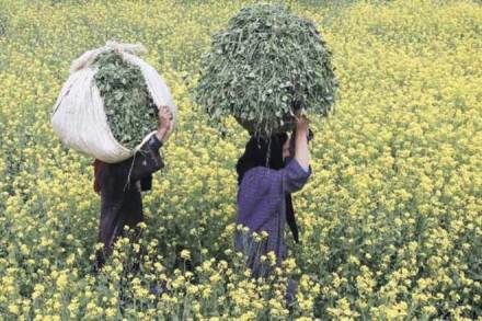 Central government, GM, Mustard, Supreme Court