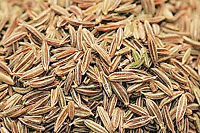NCDEX, delivery season for jeera, jeera, jeera delivery