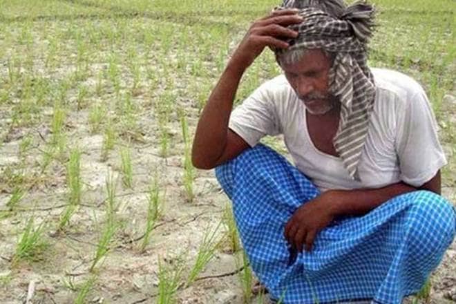 odisha farmers, farmers income, farmers in india, farmer loans, farmers crisis, india news, economy news