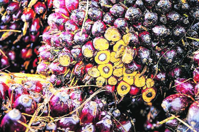 oilmeal, exports oilmeal, exports