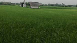 Sikkim, sikkim cm, Pawan Chamling, Pawan Chamling news, organic farming, organic farming india, international award for organic farming