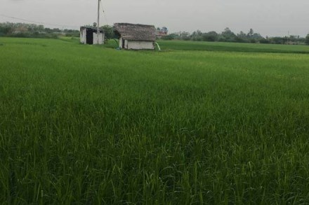 Sikkim, sikkim cm, Pawan Chamling, Pawan Chamling news, organic farming, organic farming india, international award for organic farming