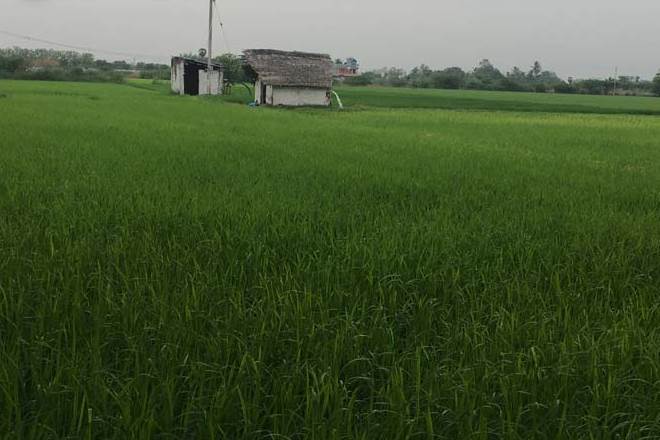Sikkim, sikkim cm, Pawan Chamling, Pawan Chamling news, organic farming, organic farming india, international award for organic farming Sikkim, sikkim cm, Pawan Chamling, Pawan Chamling news, organic farming, organic farming india, international award for organic farming