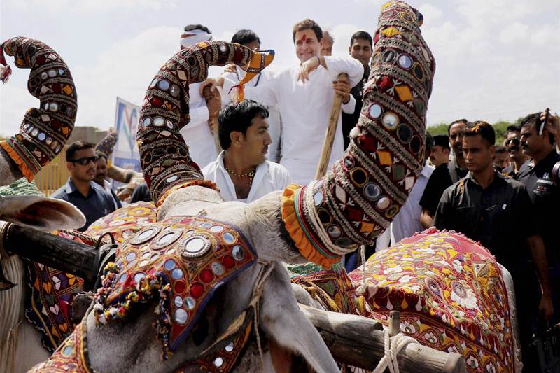 rahul gandhi gujarat visit, rahul gandhi in gujarat, rahul gandhi bullock ride, rahul gamdhi bullock cart ride, rahul gandhi rides bullock in gujarat, congress in gujarat, congress VP, congress vice president, rahul gandhi latest news, rahul gandhi latest updates, rahul gandhi pics, rahul gandhi photos, rahul gandhi pictures, rahul gandhi latest pictures