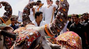 rahul gandhi gujarat visit, rahul gandhi in gujarat, rahul gandhi bullock ride, rahul gamdhi bullock cart ride, rahul gandhi rides bullock in gujarat, congress in gujarat, congress VP, congress vice president, rahul gandhi latest news, rahul gandhi latest updates, rahul gandhi pics, rahul gandhi photos, rahul gandhi pictures, rahul gandhi latest pictures