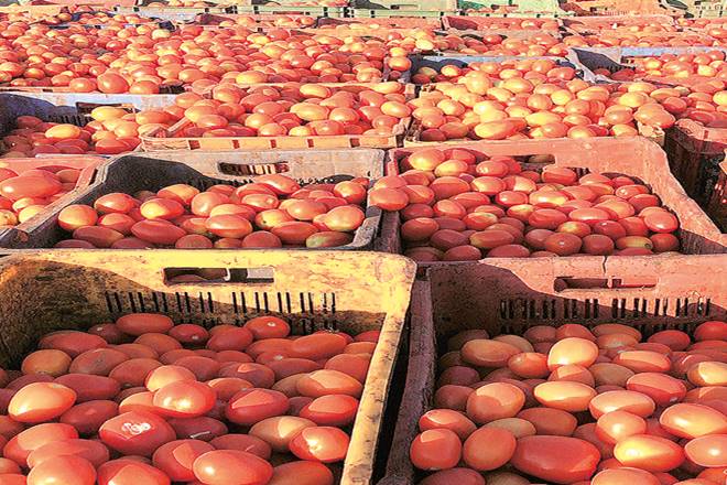 tomato prices, Vegetable Growers Association of India, Shriram Gadhave, VGAI, Pimpalgaon Baswant Agriculture Produce Market Committee, Narayangaon auction, Bangladesh, Mumbai