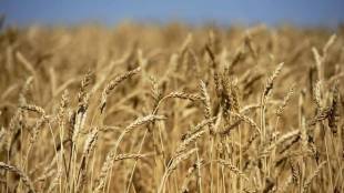 Wheat, Wheat trade, Wheat market, wheat trade in India
