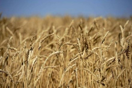 Wheat, Wheat trade, Wheat market, wheat trade in India