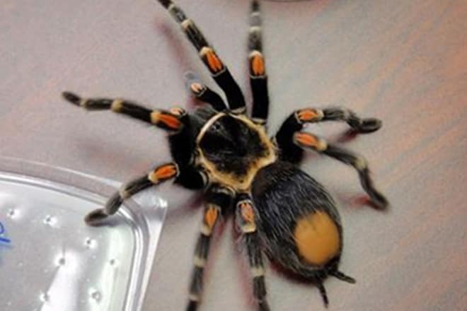 spider, new species of spider, spider celebrity name, smiley-faced spider, Barack Obama, Michelle Obama, David Attenborough, Leonardo DiCaprio, and Bernie Sanders, spider names after famous personalities, New spider spices named, new spider names
