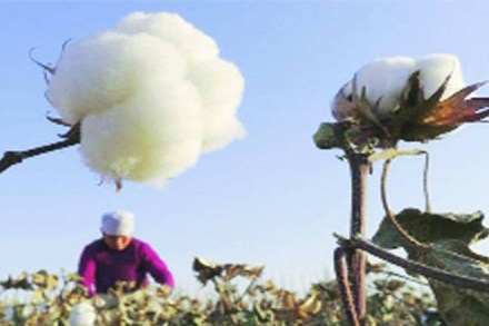 Global cotton output, International Cotton Advisory Committee, China, china stocks,  Pakistan, turkey, Vietnam, brazil