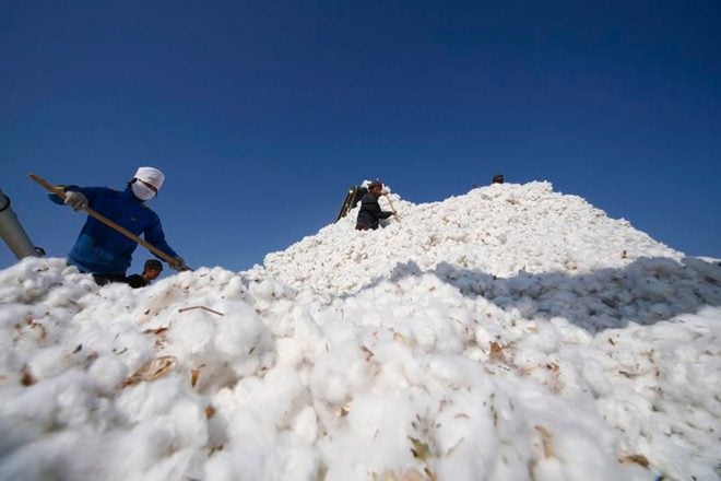 cotton, cotton at msp purchase, maharashtra government decision on cotton sell