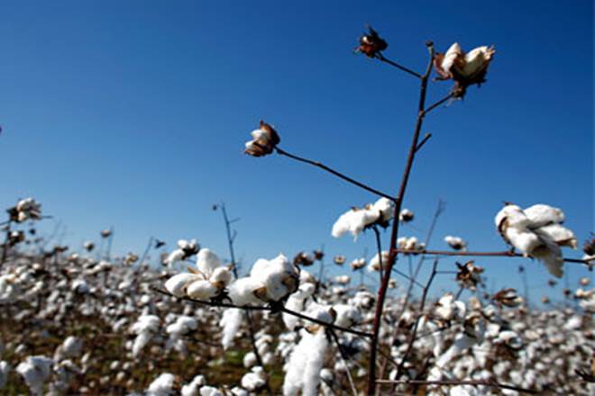 HT cotton cultivation, cotton