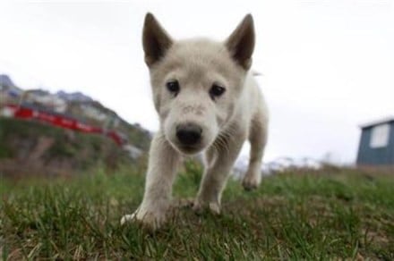 cat, dog, elephant, animal tax, domestic animal, pig, sheep, deer, buffalo, bull, camel, horse, cow, identification mark, Branding code, animal identification mark