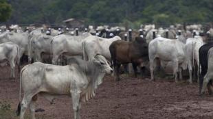 Israeli, surrogate cow, Mumbai, middle class, milk