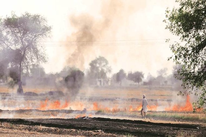 Haryana, OP Dhankar, State government, Stubble burning, crop resuide burning, Haryana agriculture Haryana, OP Dhankar, State government, Stubble burning, crop resuide burning, Haryana agriculture