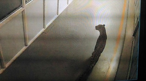 Leopard halts work at Maruti’s Manesar plant: Still at large inside the facility