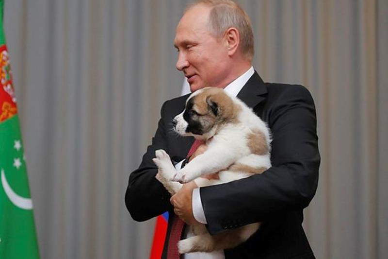 Vladimir putin, Russian President, Bulgarian shepherd, Kurbanguly Berdymukhamedov, Turkmenistan president, Russian President, Putin's dog collection, putin dogs