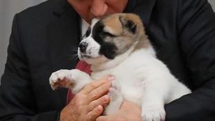 Vladimir putin, Russian President, Bulgarian shepherd, Kurbanguly Berdymukhamedov, Turkmenistan president, Russian President, Putin's dog collection, putin dogs