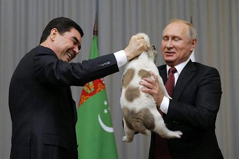Vladimir putin, Russian President, Bulgarian shepherd, Kurbanguly Berdymukhamedov, Turkmenistan president, Russian President, Putin's dog collection, putin dogs