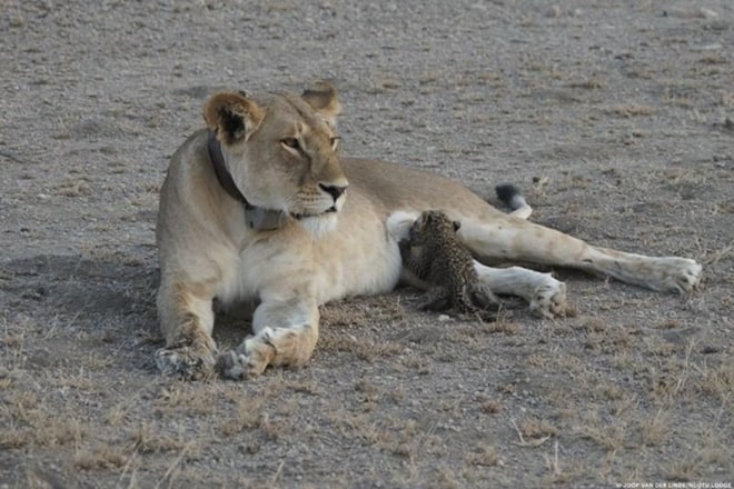 wildlife conservation in china, china wildlife conservation, Madame