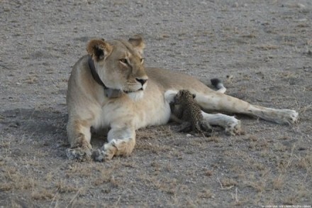 wildlife conservation in china, china wildlife conservation, Madame