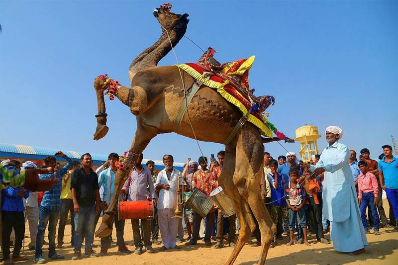 Pushkar Camel Fair, Pushkar Camel Fair 2017, Pushkar mela, Rajasthan Pushkar mela, Rajasthan famous Pushkar Camel Fair, Rajasthan, Camel Fair, pushkar