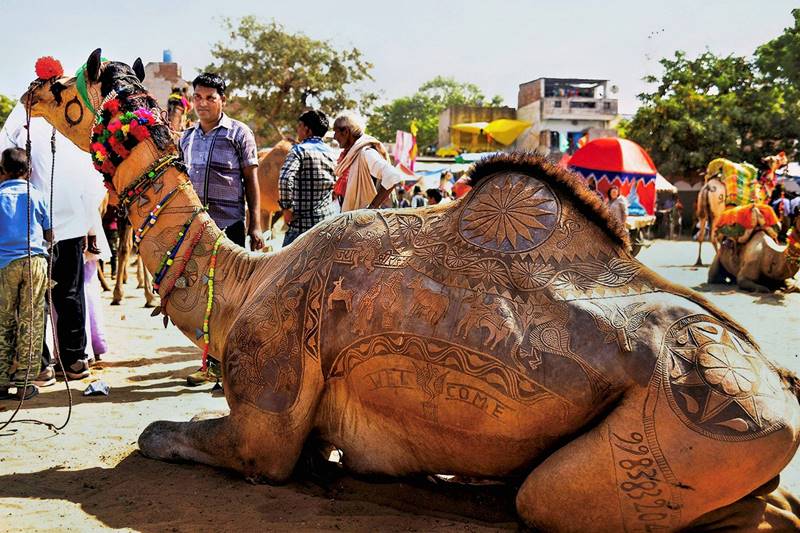 Pushkar Camel Fair, Pushkar Camel Fair 2017, Pushkar mela, Rajasthan Pushkar mela, Rajasthan famous Pushkar Camel Fair, Rajasthan, Camel Fair, pushkar