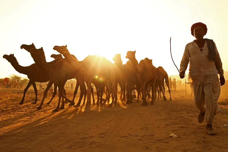 Pushkar Camel Fair, Pushkar Camel Fair 2017, Pushkar mela, Rajasthan Pushkar mela, Rajasthan famous Pushkar Camel Fair, Rajasthan, Camel Fair, pushkar
