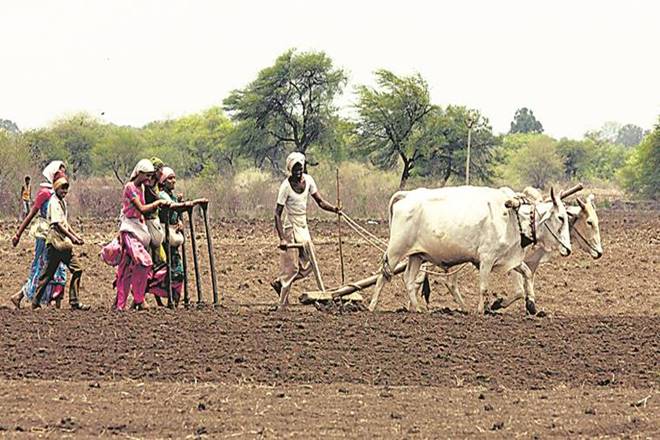 Traditional farming, chemical fertilisers, pesticides, residue free