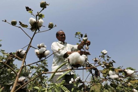 National Seed Association of India, Pink Bollworm, BT cotton plants