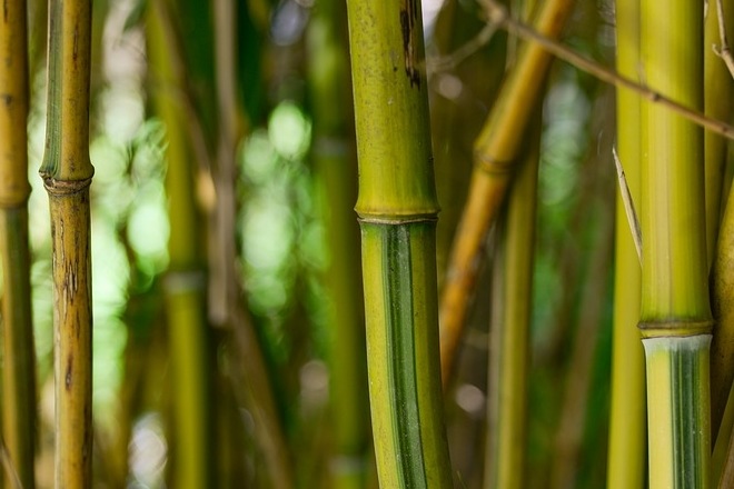 President Ram Nath Kovind today cleared an ordinance amending the Indian Forest Act, omitting bamboo grown in non-forest areas from the definition of trees.