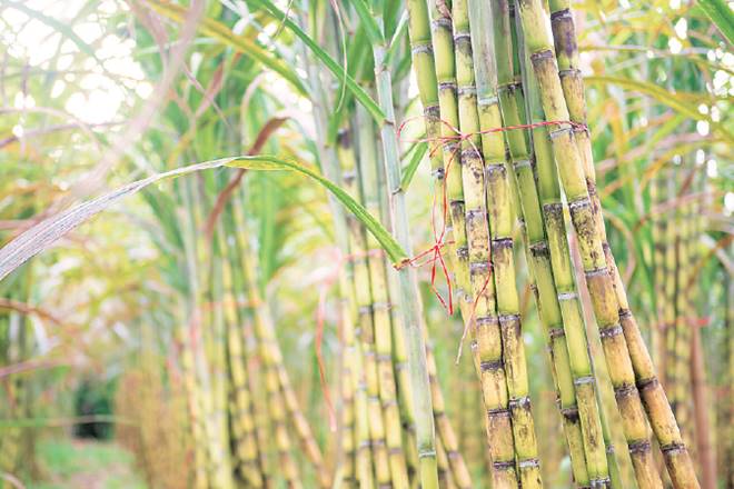 Uttar Pradesh sugar body, UP Sugar Mills Association, harassment, Seohara sugar mill, sugar mill, yogi adityanath Uttar Pradesh sugar body, UP Sugar Mills Association, harassment, Seohara sugar mill, sugar mill, yogi adityanath