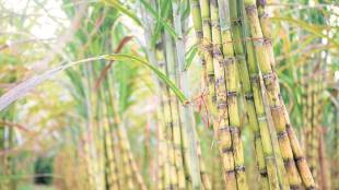 Uttar Pradesh sugar body, UP Sugar Mills Association, harassment, Seohara sugar mill, sugar mill, yogi adityanath